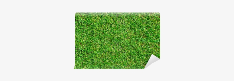 Green Grass Background, transparent png #469013