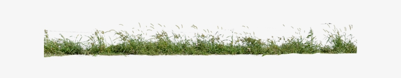 Grass, transparent png #469074