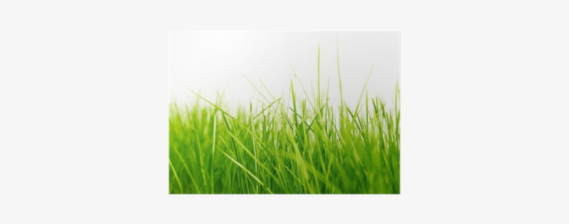 Wallpaper, transparent png #469178