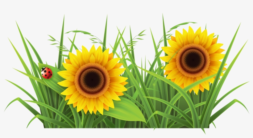 Sunflowr With Grass Png Background - Sun Flowers And Grass Png, transparent png #469275