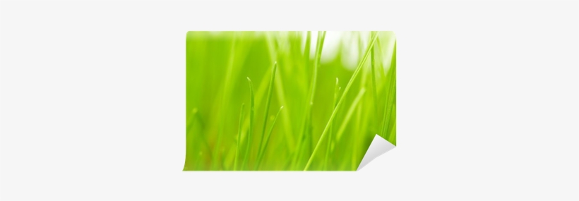 Artificial Turf, transparent png #469576