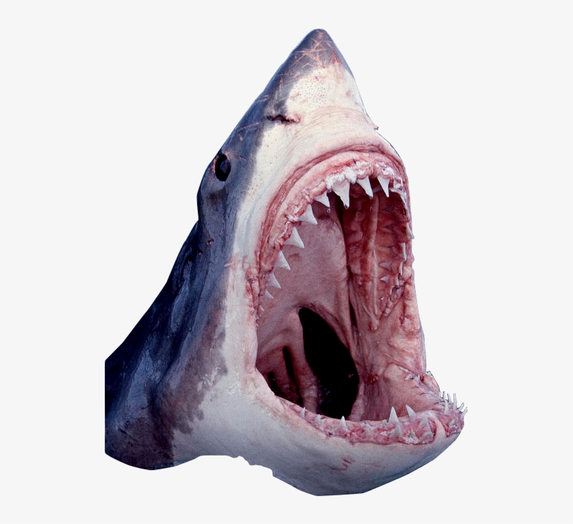 Shark Mouth Open Png - Great White Shark Mouth Open, transparent png #469720