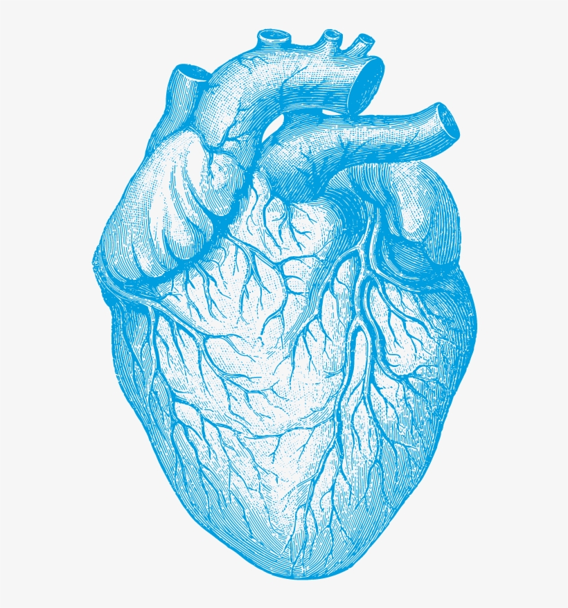 Expert Interviews - Human Heart, transparent png #4600740