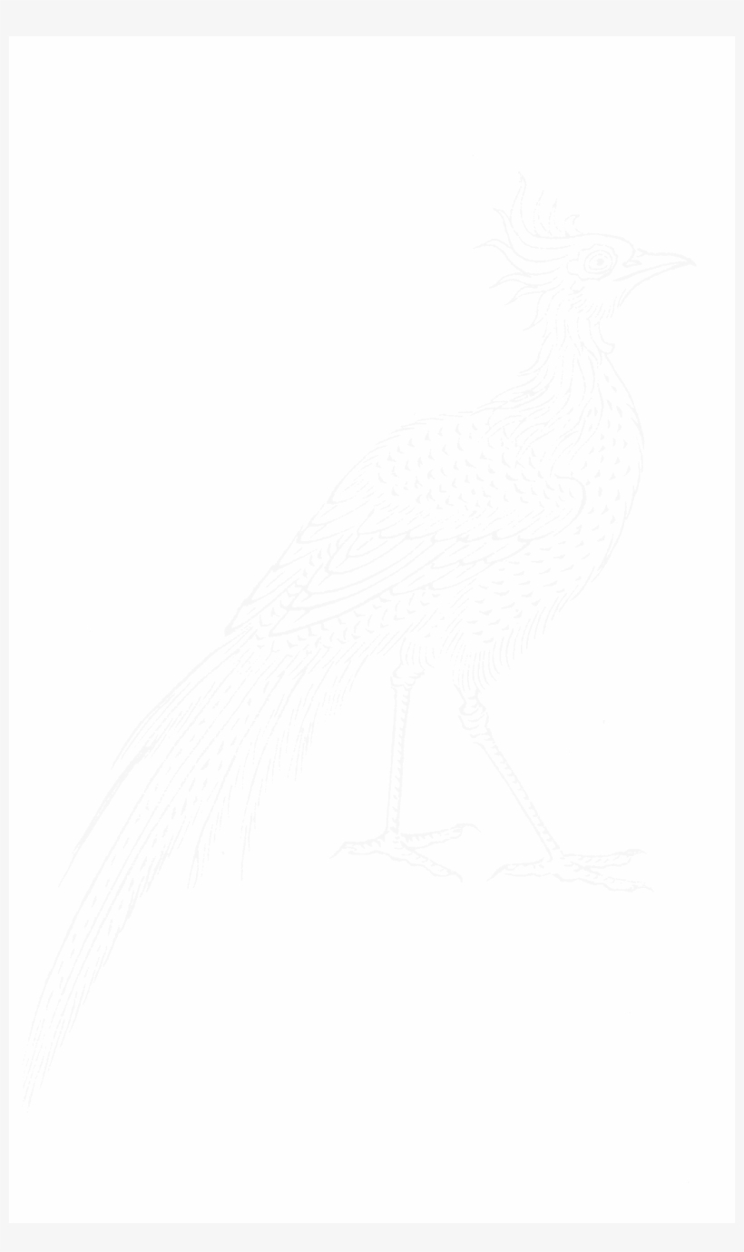 File - Imperial Encyclopaedia - Animal Kingdom - Pic116 - Encyclopedia, transparent png #4605955