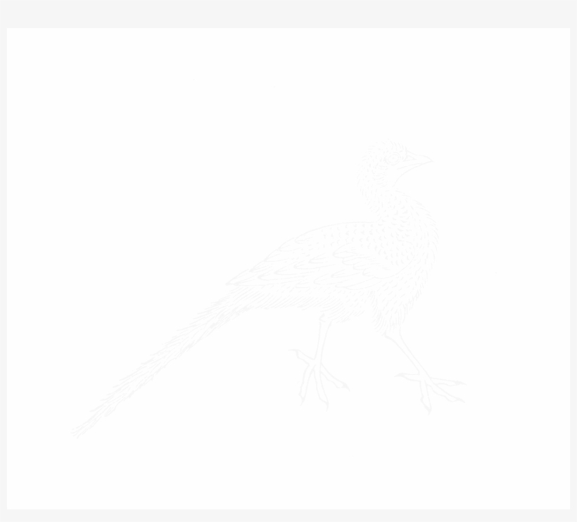 File - Imperial Encyclopaedia - Animal Kingdom - Pic132 - Seabird, transparent png #4606016