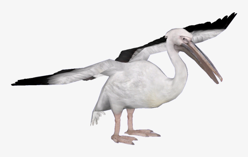 White Pelican Png High-quality Image - Heron, transparent png #4607624