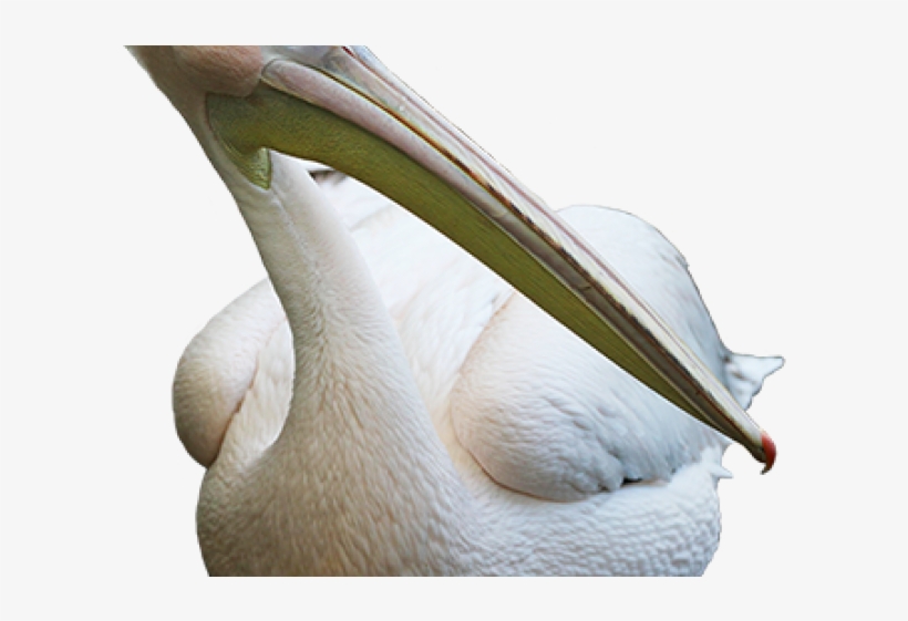 Pelican Png Transparent Images - Brown Pelican, transparent png #4607926
