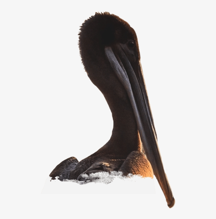 Dirty Al's At Pelican Station, transparent png #4608228