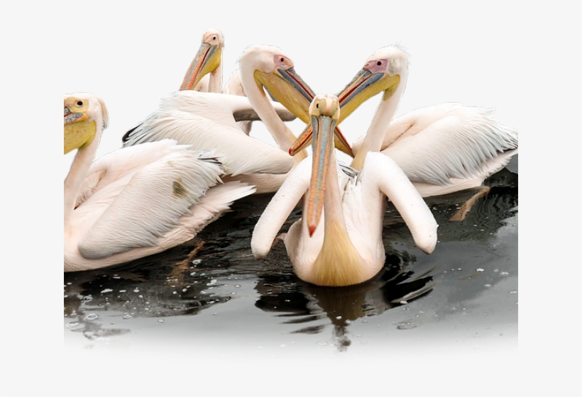 Pelican Png Transparent Images - Motivation, transparent png #4608436
