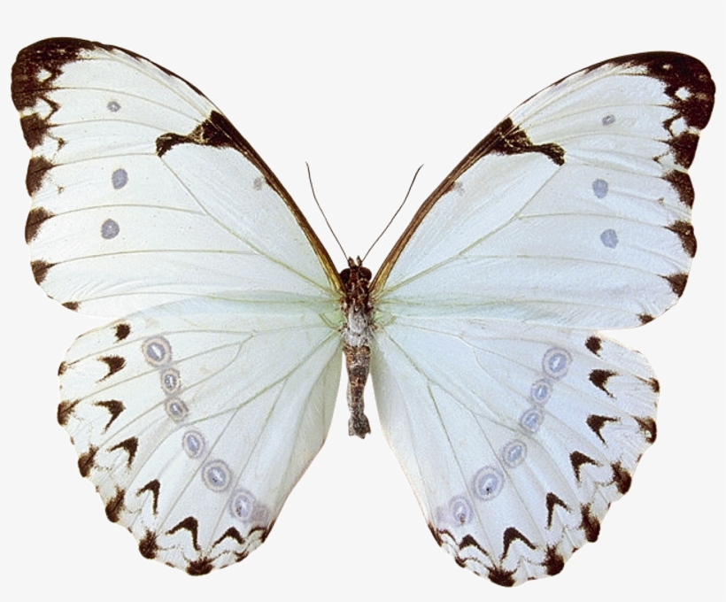 Mariposas Butterfly 15 - Butterfly With White Girl Tattoo, transparent png #4609795