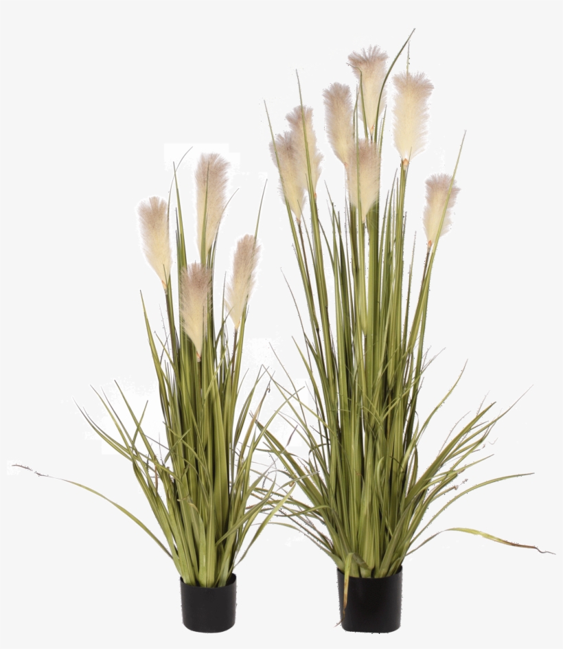 P1527 - 72" Reed Grass & Cream Artificial Flowers, transparent png #4609819