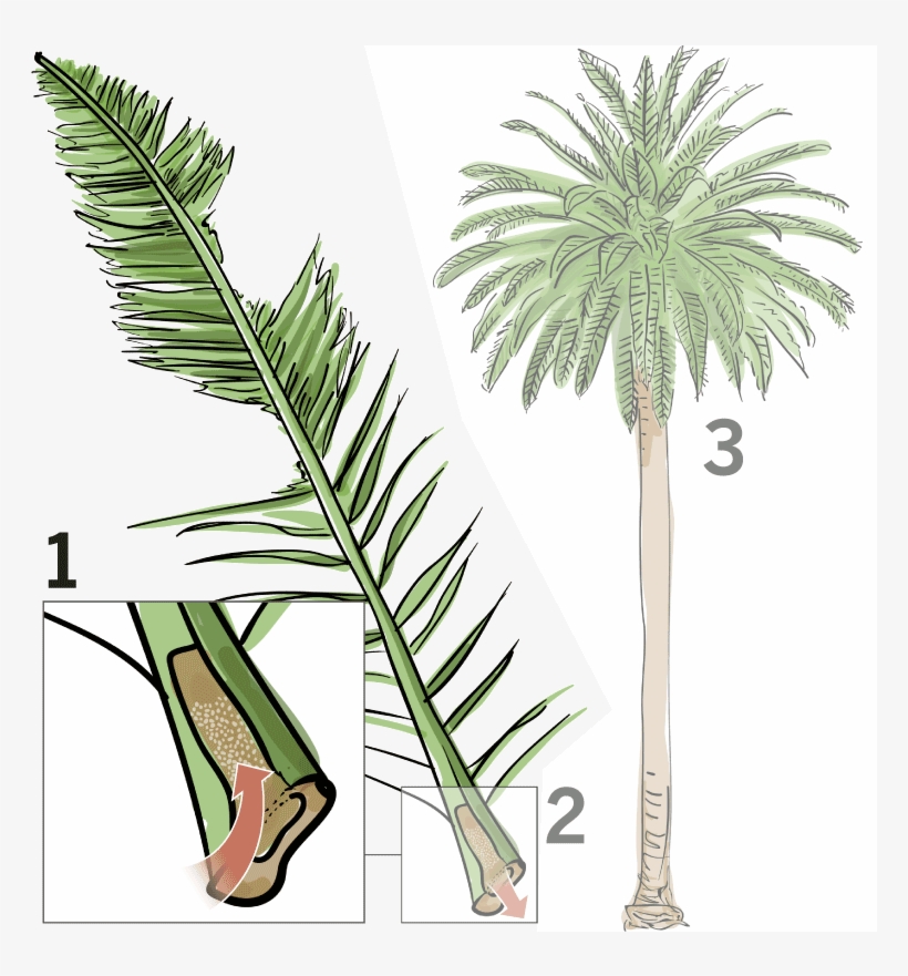 If The Tree Is Not Removed, Its Crown Will Eventually - Dying Palm Tree, transparent png #4610368