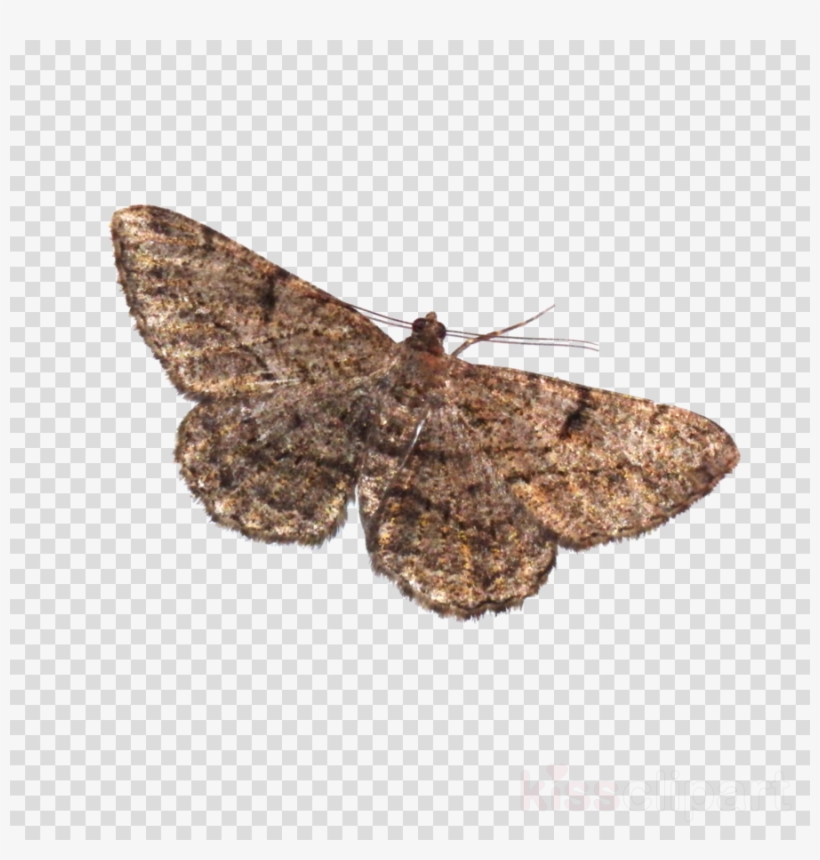Download Moth Png Transparent Clipart Brown House Moth - Lamp And Moth Best Memes, transparent png #4610460