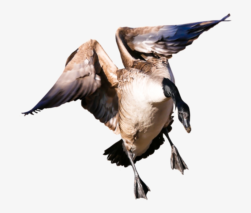 Animal, Goose, Poultry, Greylag Goose, Fly, Wing, Png - Aves De Capoeira Png, transparent png #4610993