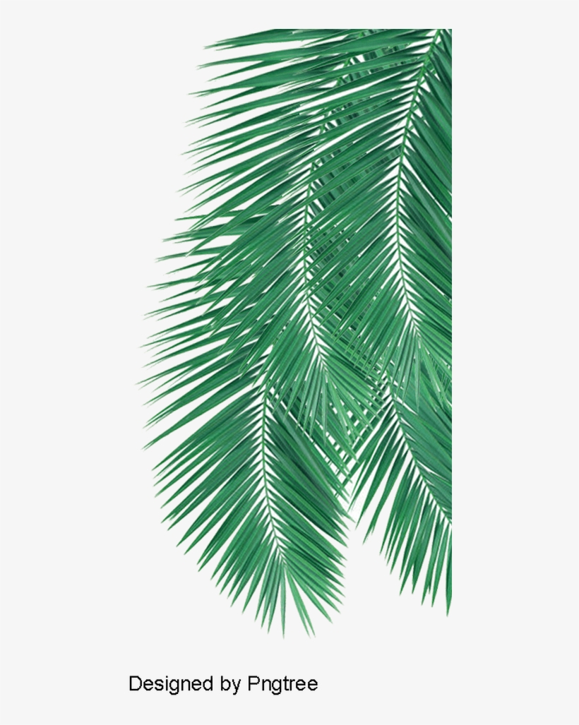 Palm Leaves Png Coconut Tree Leaf Png Leafjdi Co - Leaf Png, transparent png #4612219