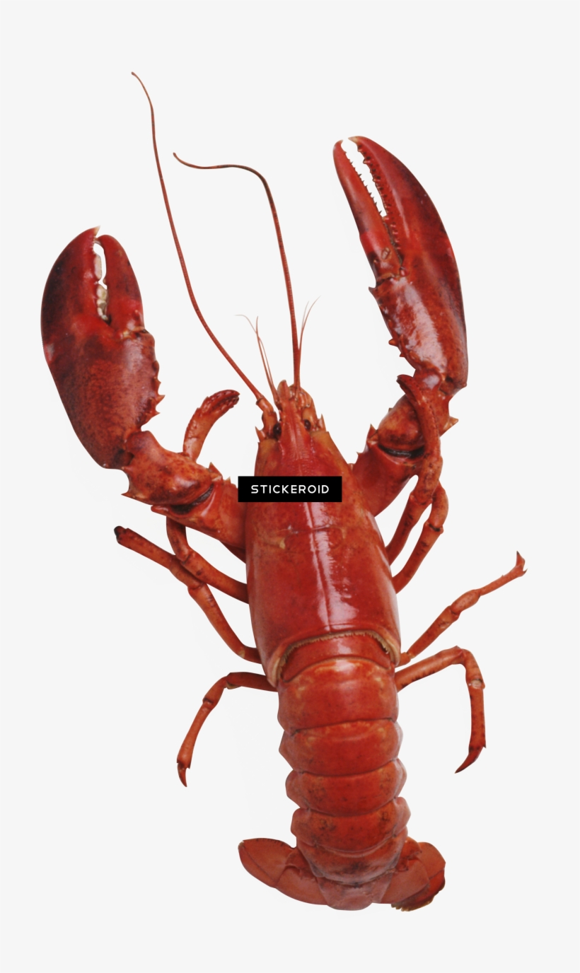 Lobster - Charles Campion's London Restaurant Guide [book], transparent png #4614222