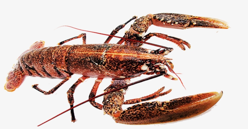Pictures Gallery - Homarus, transparent png #4614664