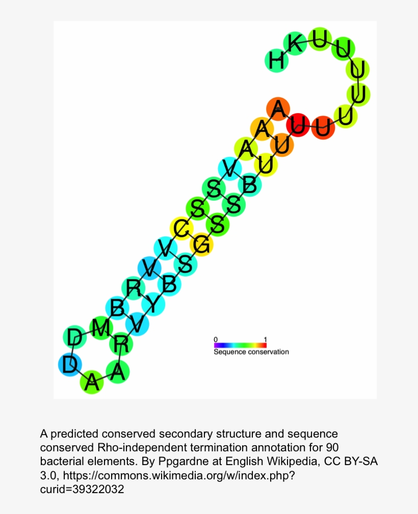 Rna, transparent png #4618997