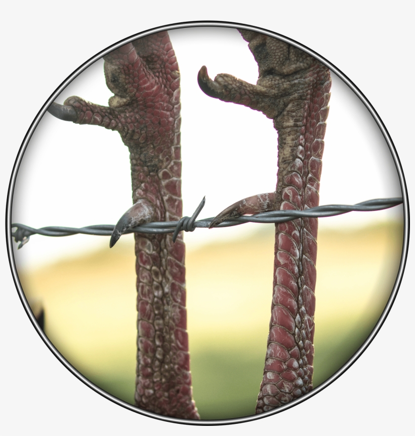 Rio Grand Turkey - Circle, transparent png #4620331