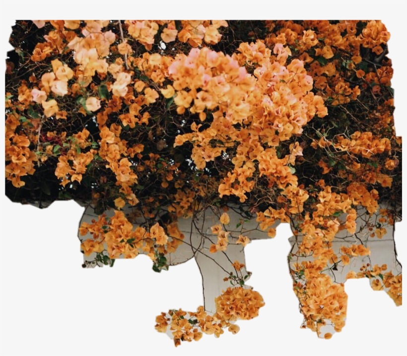 Wall Pared Flores Enredadera Yellow Flowers Nature - Yellow Iphone, transparent png #4622469