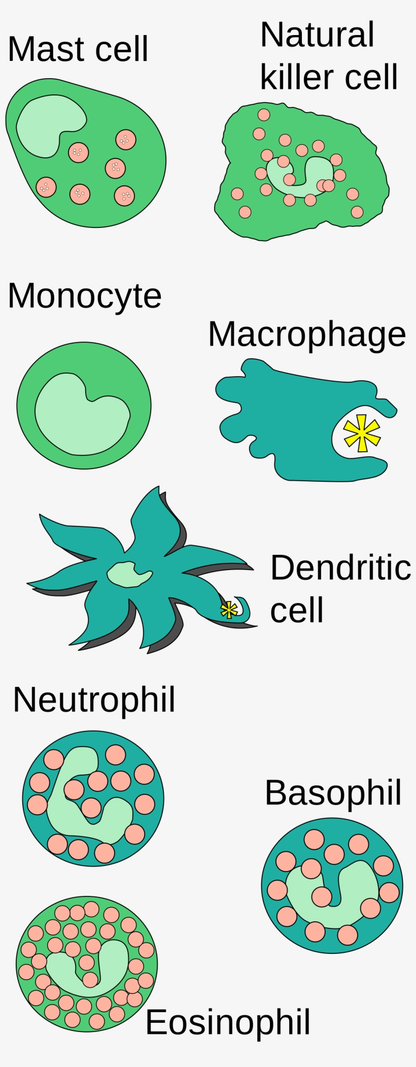 Open - Angeborene Immunität, transparent png #4623105
