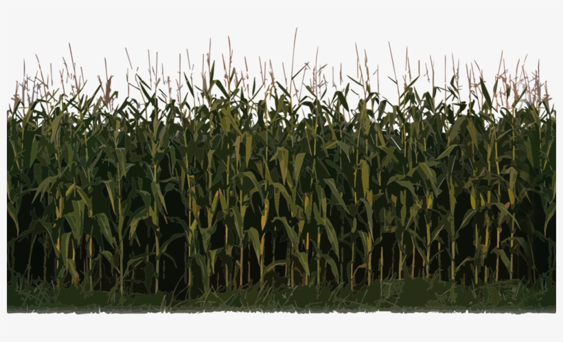 Corn Plant Png Image - Nitrous Oxide Fertilizers, transparent png #4623206