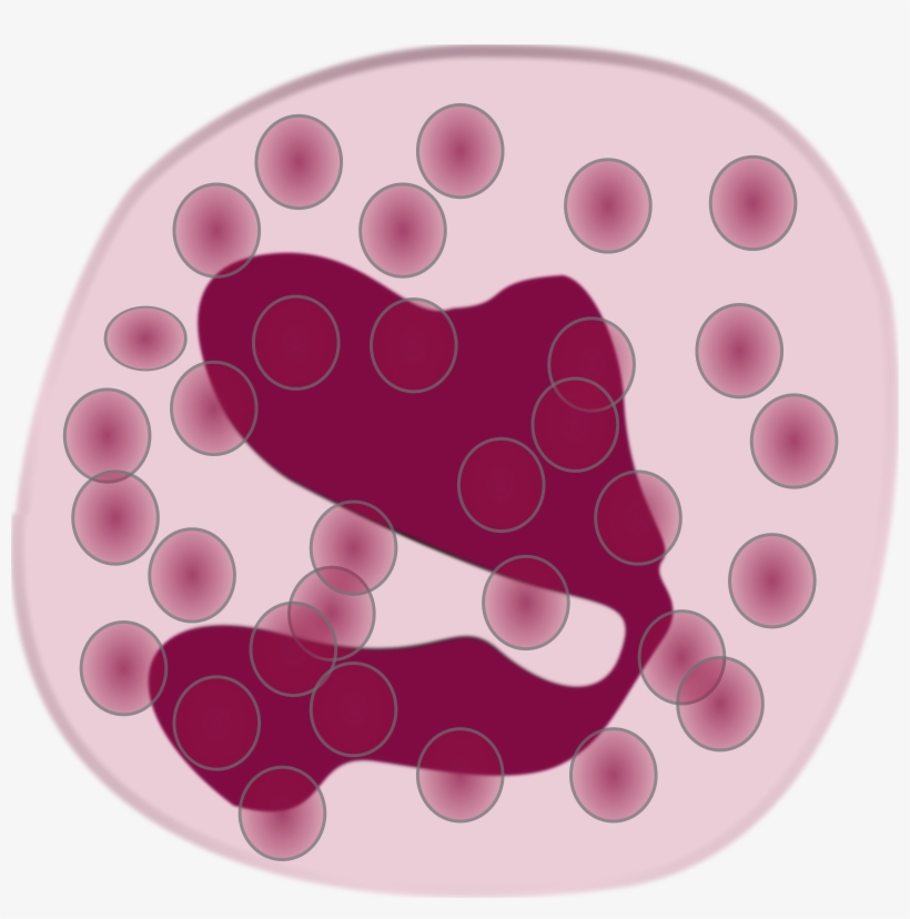 White Blood Cell Eosinophil Neutrophil Immune System - Eosinophil Clipart -  Free Transparent PNG Download - PNGkey