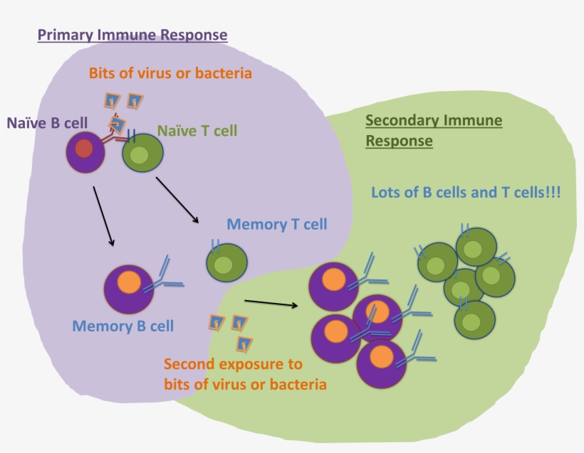 Https - //immyounology - Wordpress - Com/2013/10/23/ - T Cell, transparent png #4623316