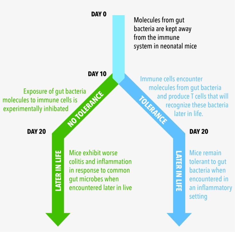 Critical Timing To Develop Immune Tolerance Identified - Diagram, transparent png #4623357