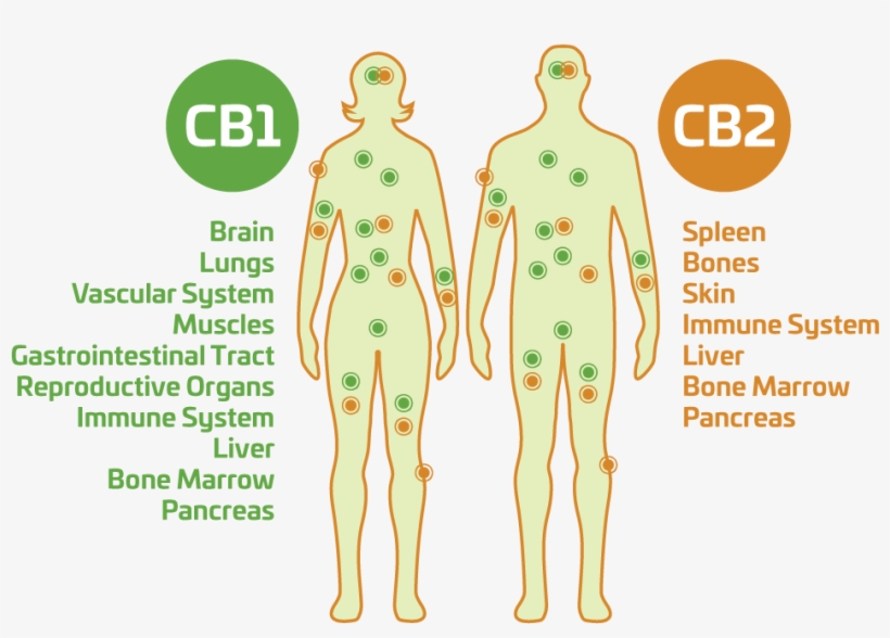 What Is Hemp Cbd - Cbd Body, transparent png #4623673