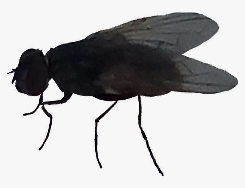 Mosca Sticker - House Fly, transparent png #4625751