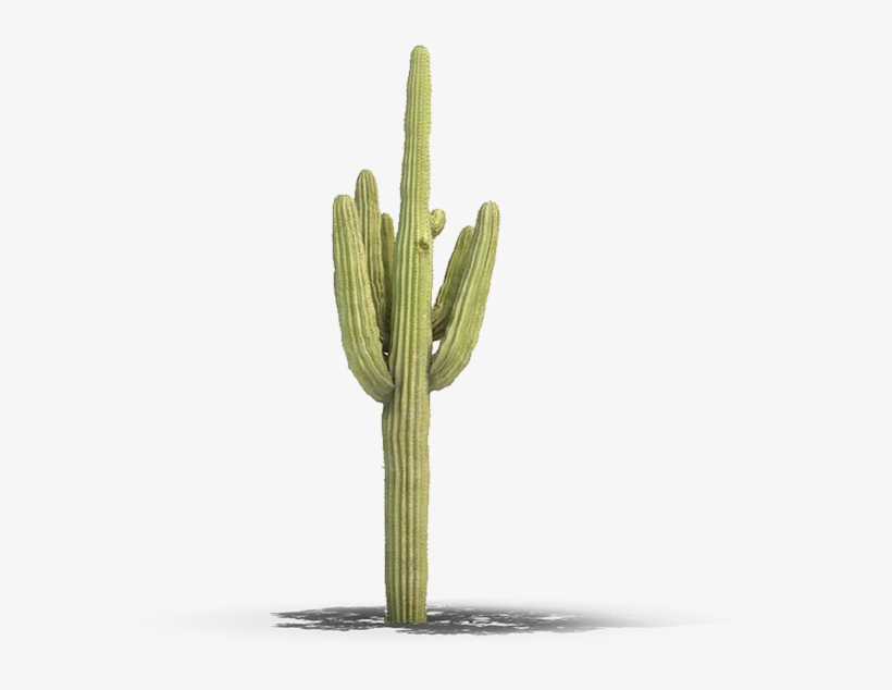 Product Item - Saguaro, transparent png #4627062