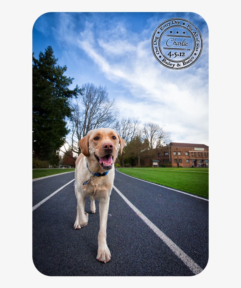 You - Dog, transparent png #4628826