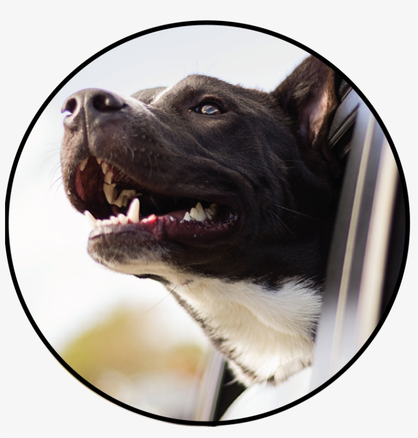 Hot Cars Image - Dog, transparent png #4629721