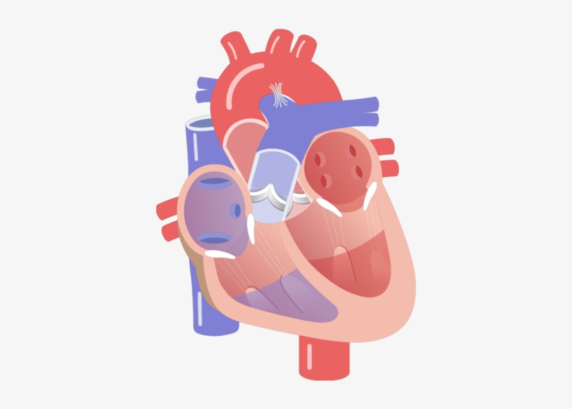 Movement Of The Heart Valves Animation Slide - Cardiac Cycle 6 Phases, transparent png #4632586