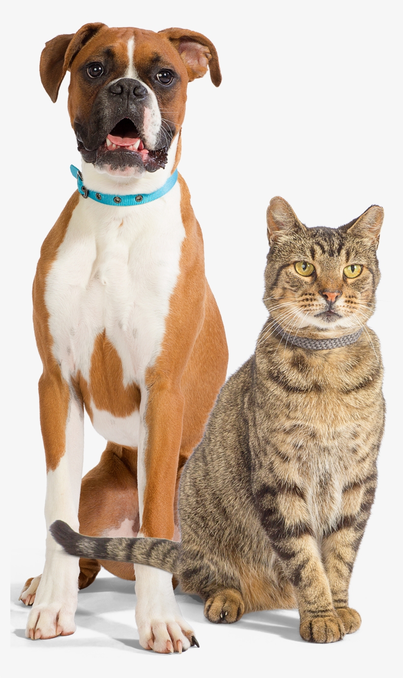 Help Get Them From Hospital To Home Comfortably - Boxer, transparent png #4633071