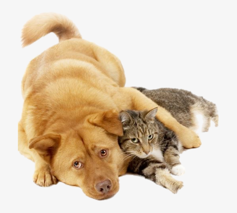 Pet Expo Victoria - Verydirtycarpets 3936411 Carpet & Upholstery Cleaning, transparent png #4633128