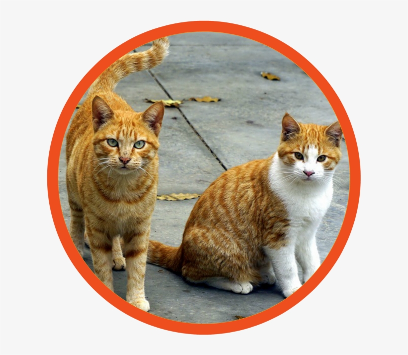 Dog Cat Boarding Near Me - Deux Chats, transparent png #4633520