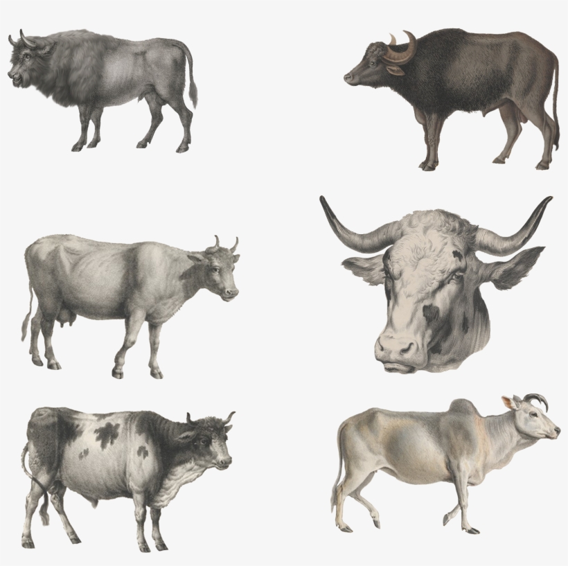 Ox Animal Resolution - Gicléedruk: Cattle, 1824 By Karl Joseph Brodtmann,, transparent png #4634391