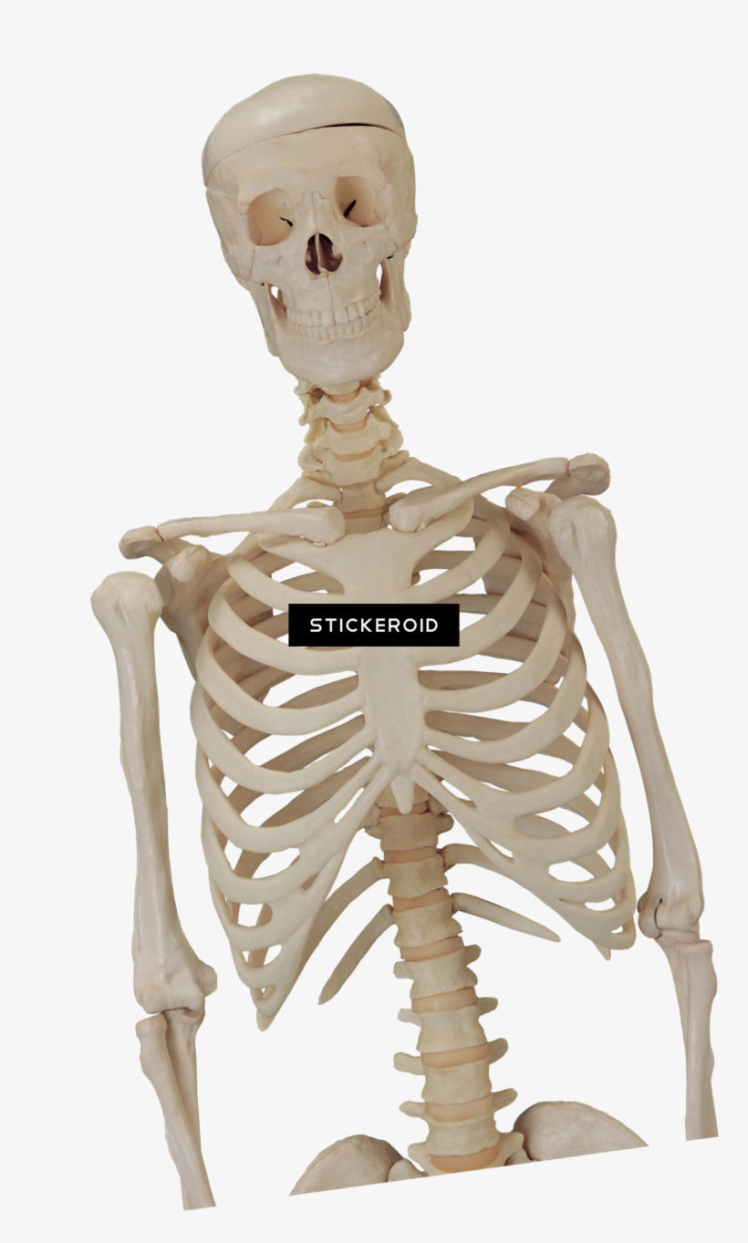 Skull Skeleton Skulls - Skeleton Photoshop, transparent png #4634484