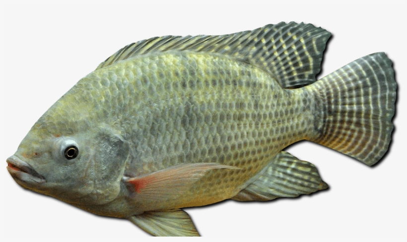 Nile Tilapia Oreochromis Niloticus, transparent png #4636175