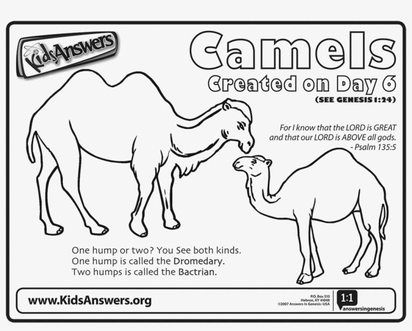 Zoo Camel Coloring - Answers In Genesis, transparent png #4636554