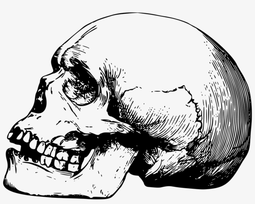 Skeleton Head Png 15, Buy Clip Art - Skull Drawing Png, transparent png #4636947