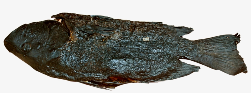 Tilapia - Gulf Flounder, transparent png #4636958