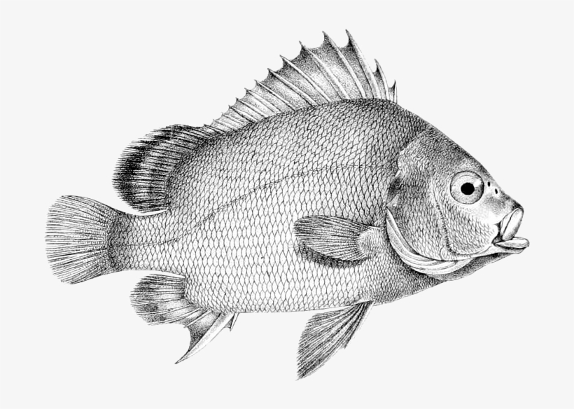 Plectorhinchus Gibbosus - Desenho De Peixe Tilapia Png, transparent png #4637107