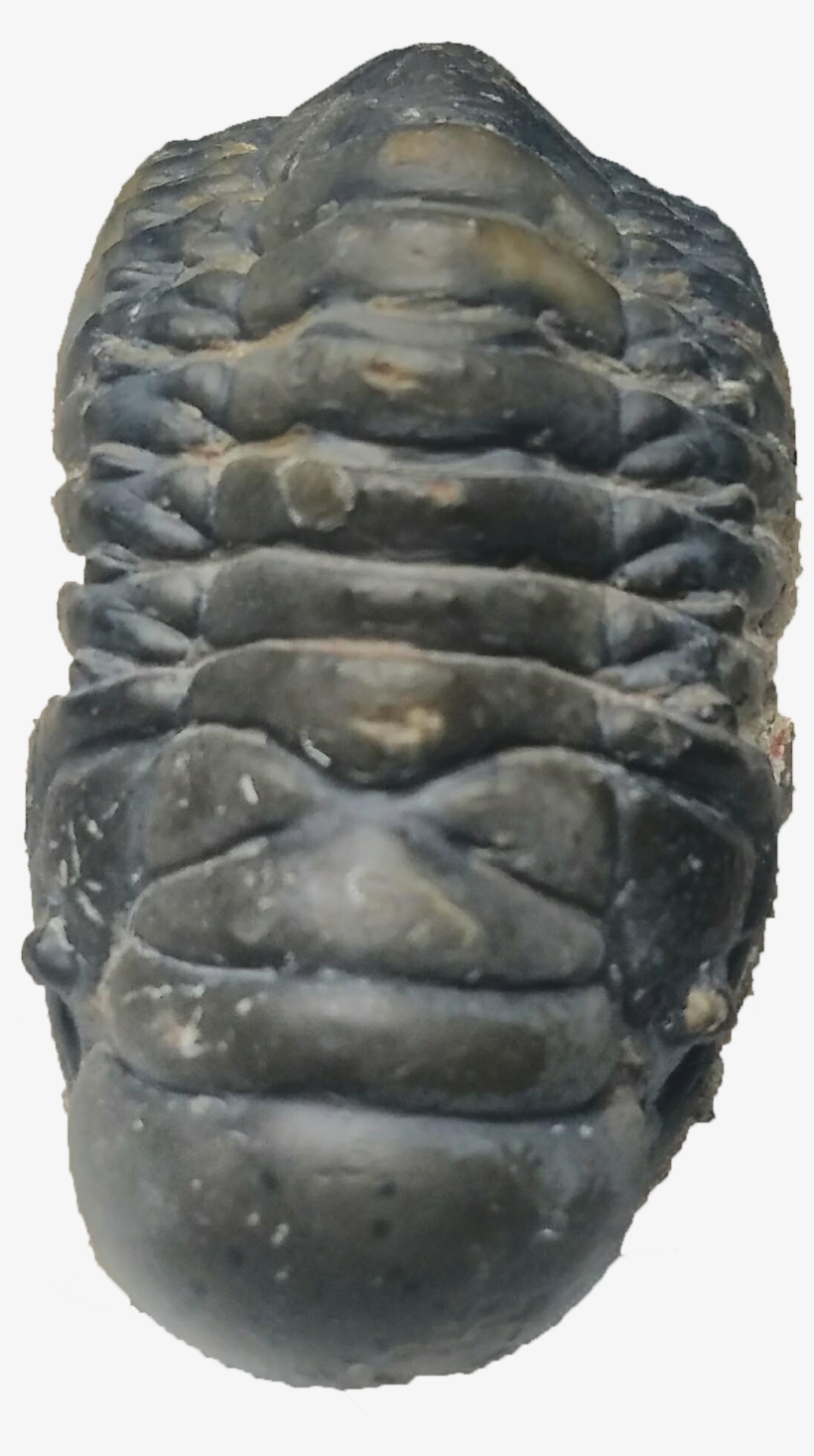 Crotalocephalina Trilobite - Chiton, transparent png #4637675