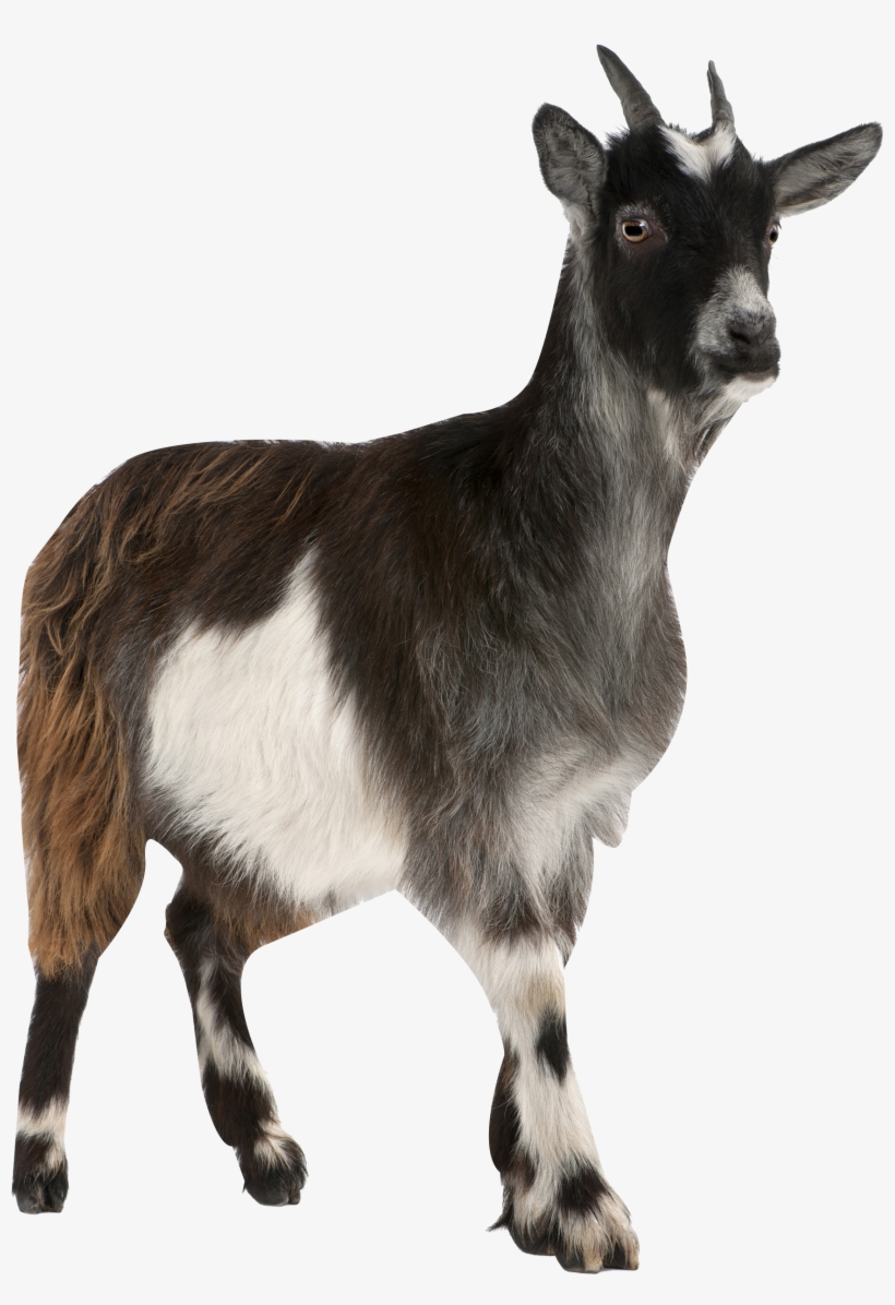 Pygmy Toggenburg Russian Stock Photography Mountain - Deactivation Of The Detrimental Effects Of Acacia Saligna, transparent png #4641204