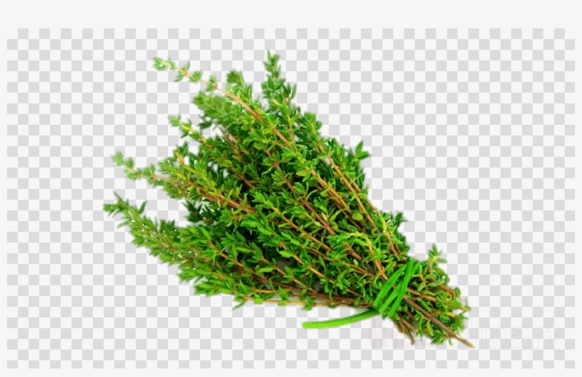 Download Thyme Png Transparent Clipart Thyme Herb Vegetable, transparent png #4642389