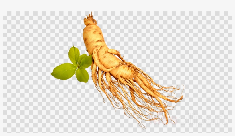 Download Transparent Ginseng Png Clipart Royalty-free - Ginseng Transparent, transparent png #4642775
