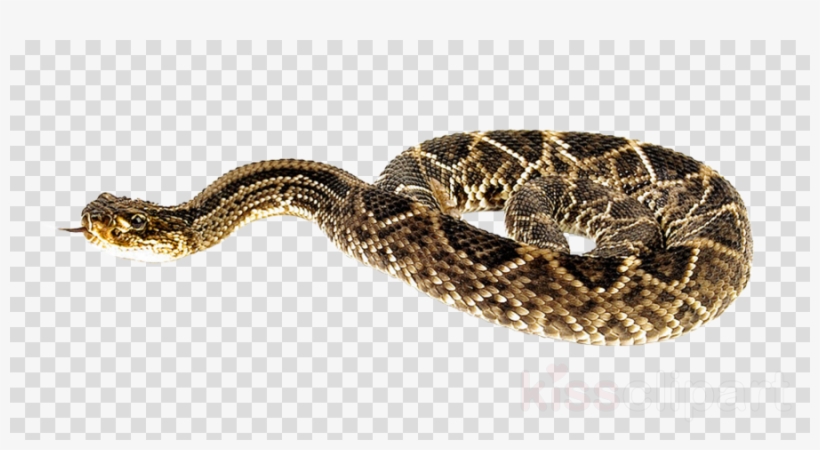 Snakes - Ohio Transparent, transparent png #4644583